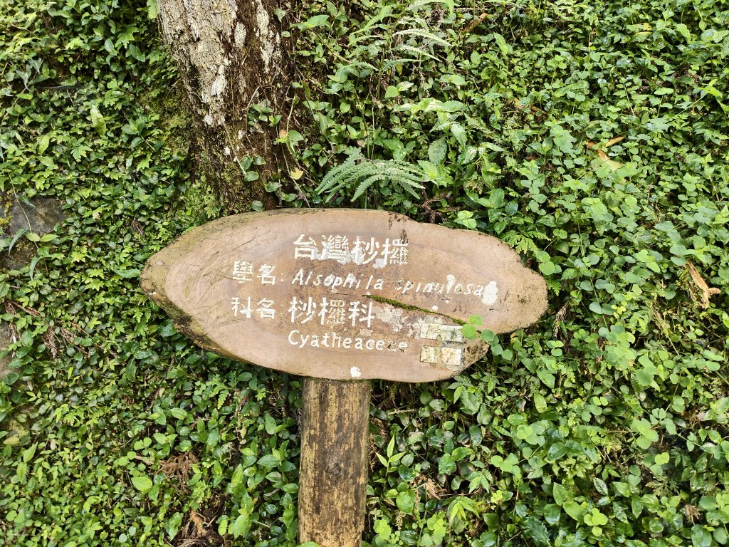 [百山百鳥尋旅-05/15] 2025_0830 溪頭賞鳥步道_銀杏步道_2875504