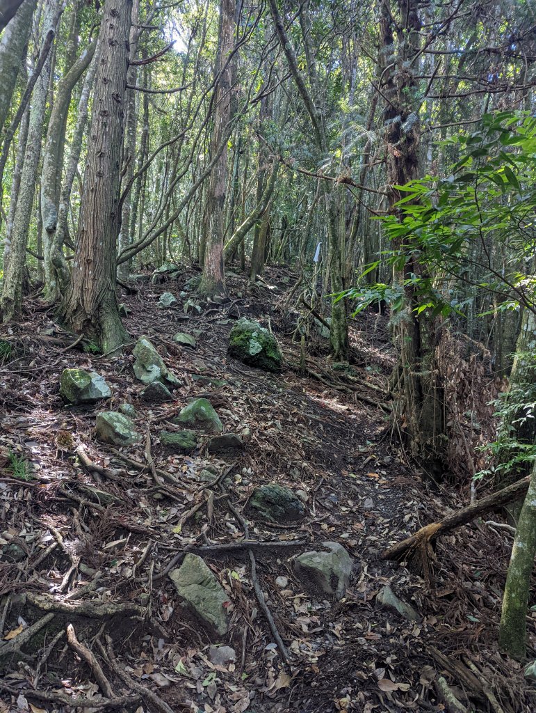 谷關七雄：八仙山_1744088