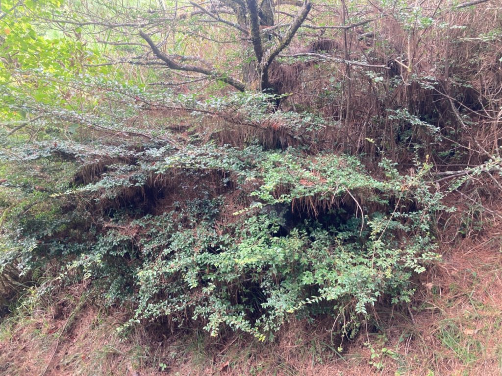 雲霧步道_2316074