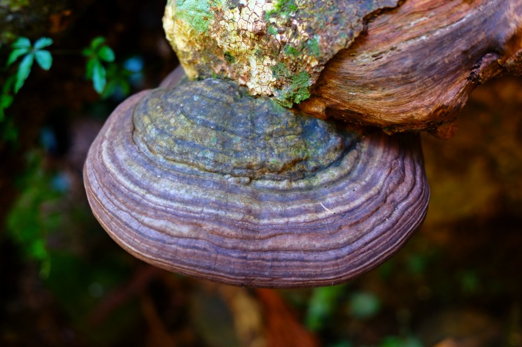 光影森林-那結山縱走貴妃山_773696