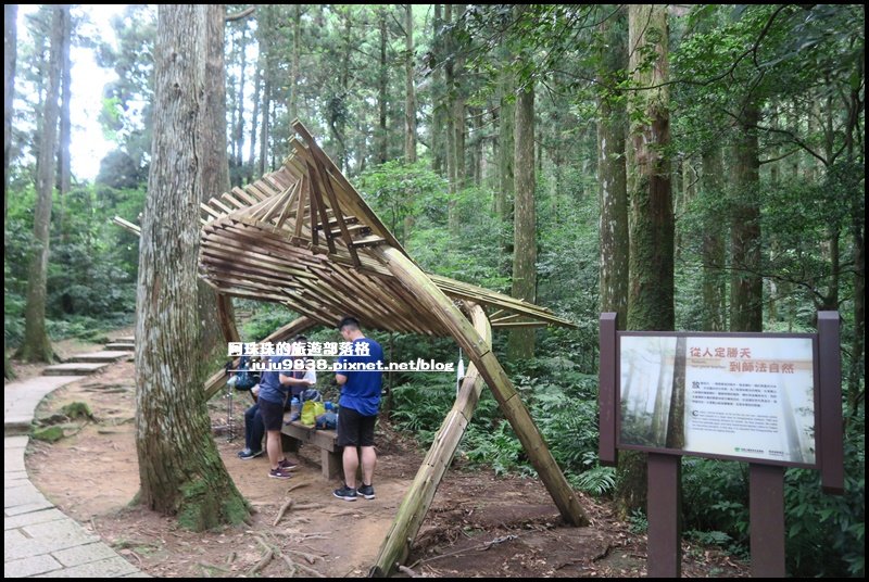 東眼山打卡新亮點森林裡的木構裝置藝術_1021758