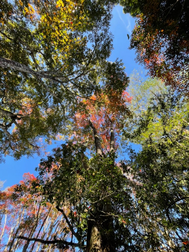 馬那邦山賞楓趣_1549546