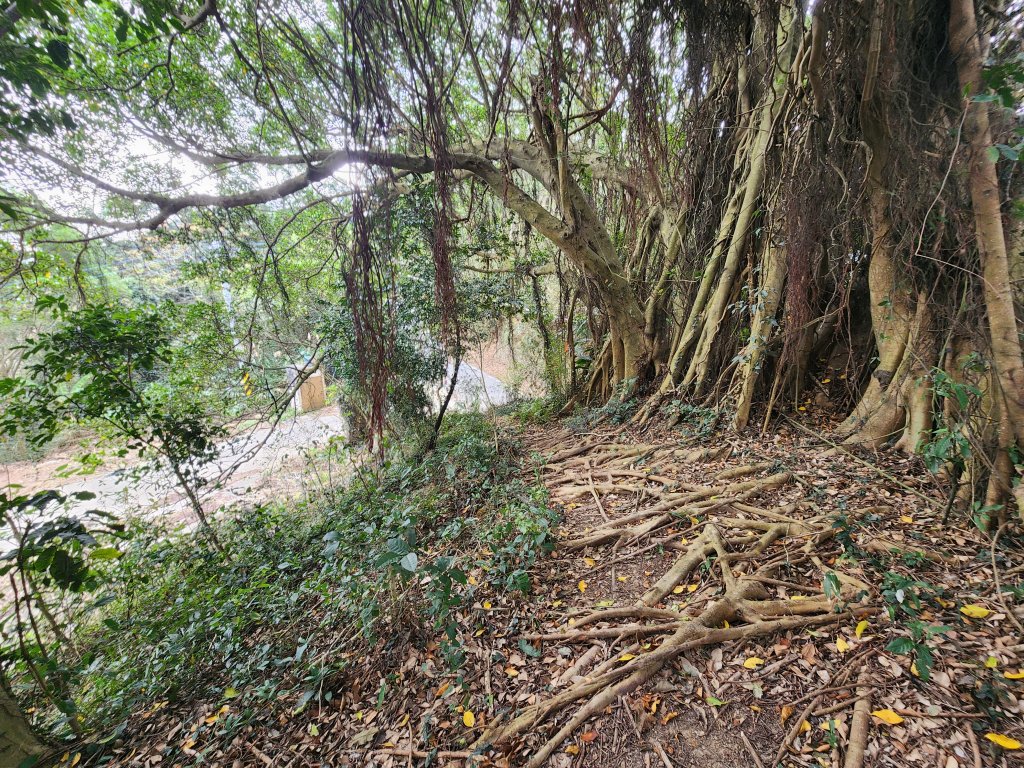 20260223柯子湖山菜堂山尖山沙湖壢山與寶山水庫基石_3012608