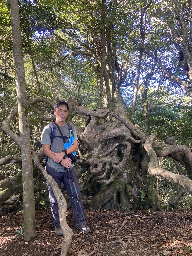 114.11.16 北得拉曼追黃金山毛櫸_2937883