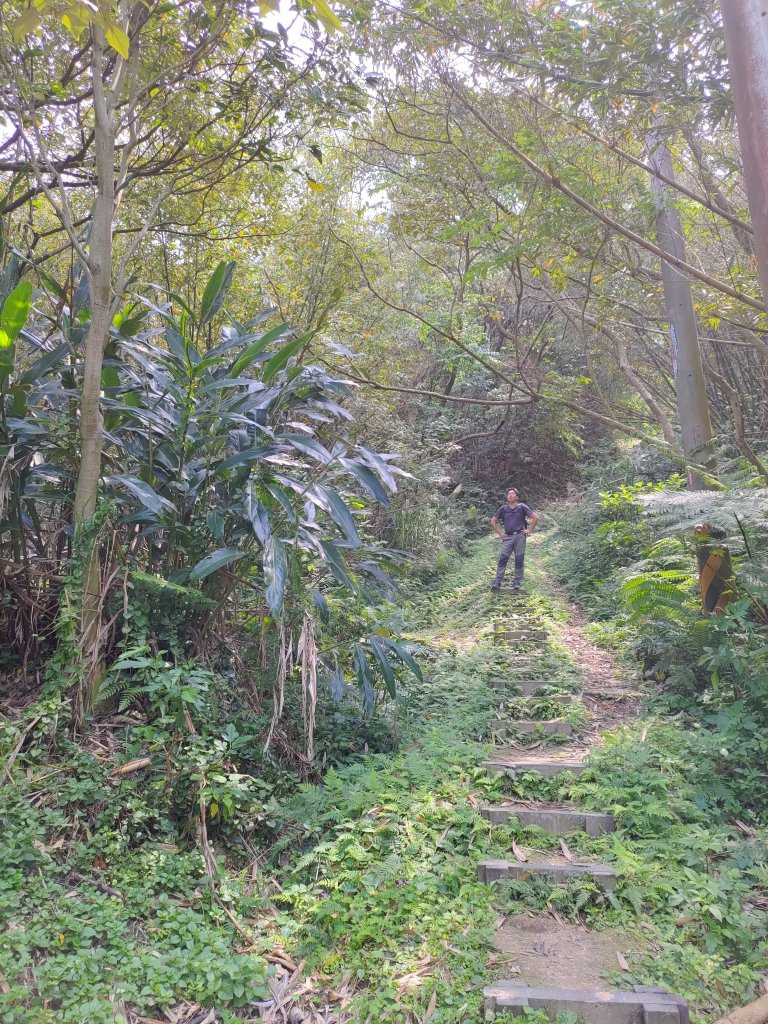 大棟山縱走(鶯歌上山佳下)_1319278