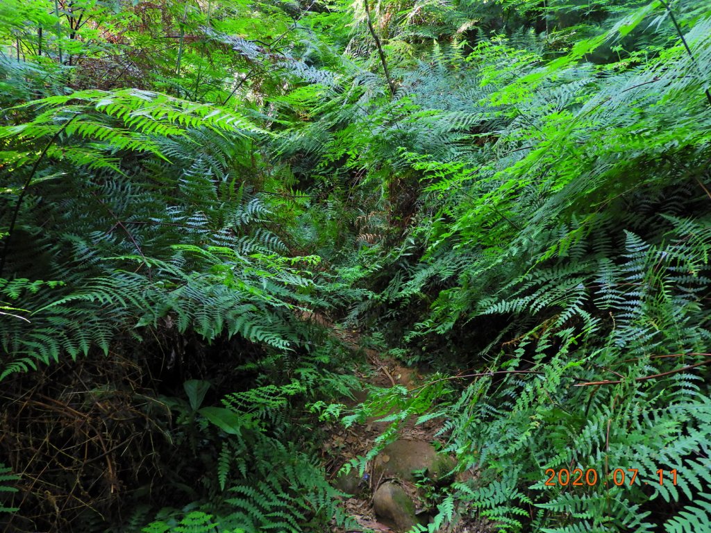 臺北 士林 磺嘴山_1029125