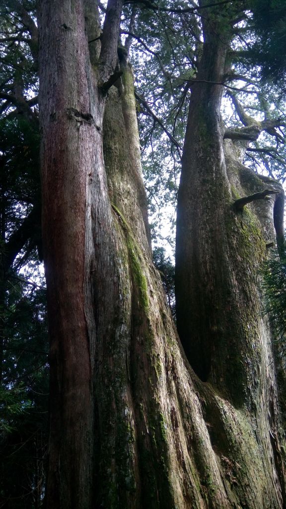 檜山巨木森林步道 2017.01.07_116062