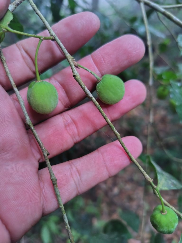 白藍狐貍出狐貍尾/狐貍縱走_2796269