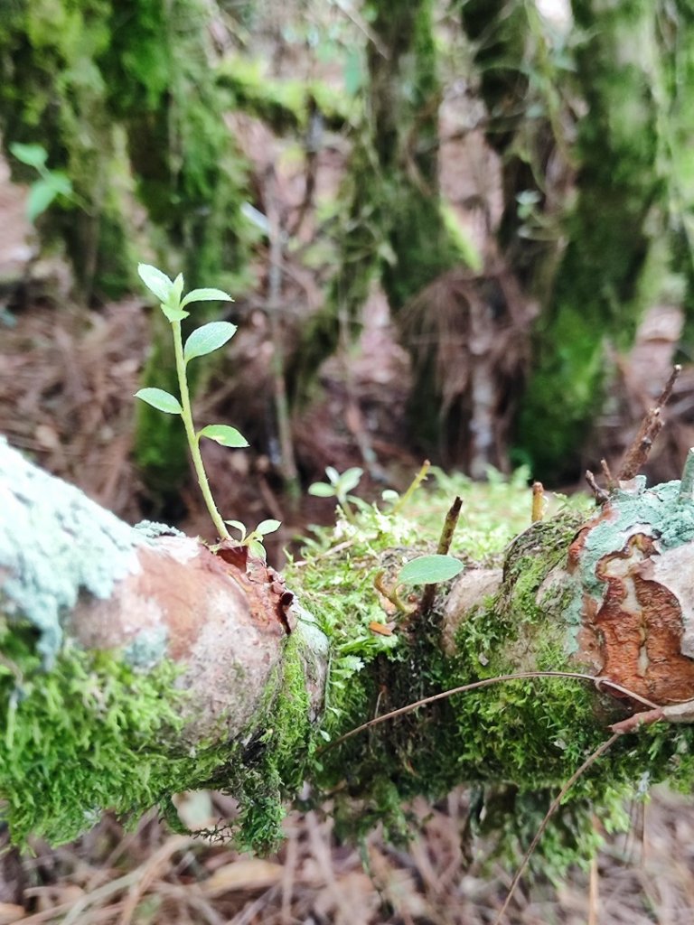 樂雪縱走_2876763