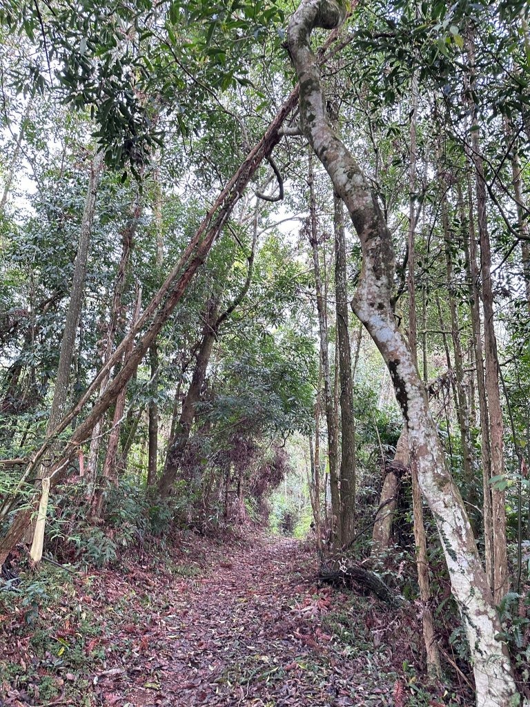 過坑山O型縱走_2450291