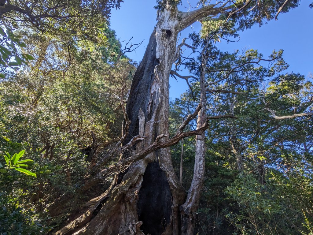 魯培山南插天山_2357459