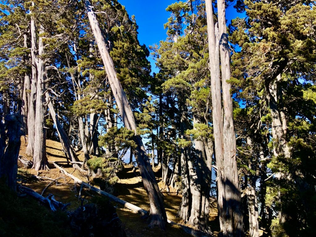 啟動高山度假模式～阿蓮五虎兄弟之馬博橫斷_2072977