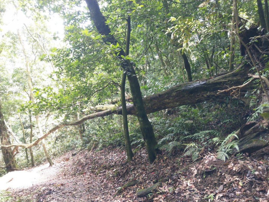 馬那邦山（天然湖起登）_1019708