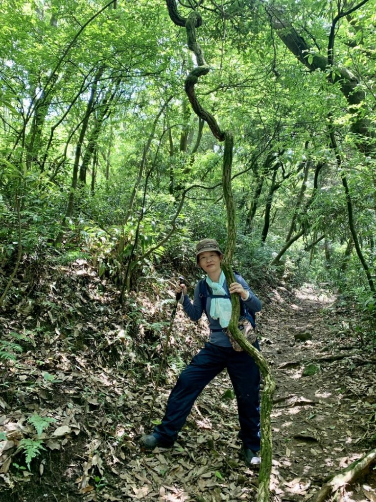 磺嘴山生態保護區（磺嘴山-鹿堀坪）_2140522