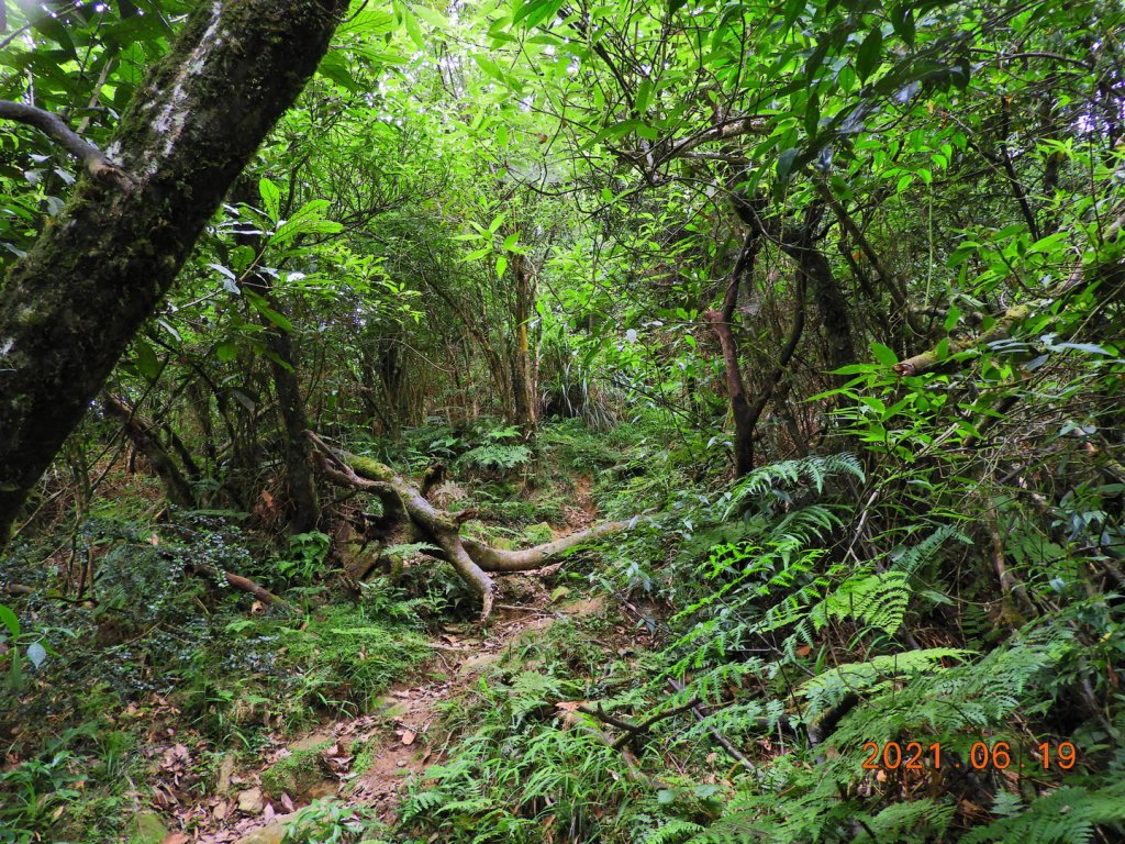 宜蘭 南澳 安平坑林道 - 蘭崁山_1417331