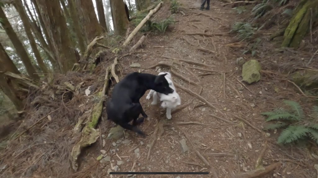 全家一起爬馬崙山順便上馬白稜線藏水 2024.3.28_2468327