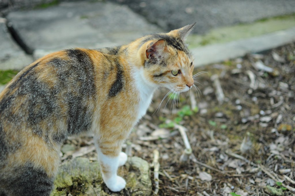 貓囒山真的有貓_597111