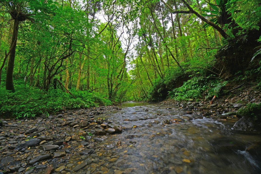 坪溪古道-走進綠色隧道的水地毯_1050416