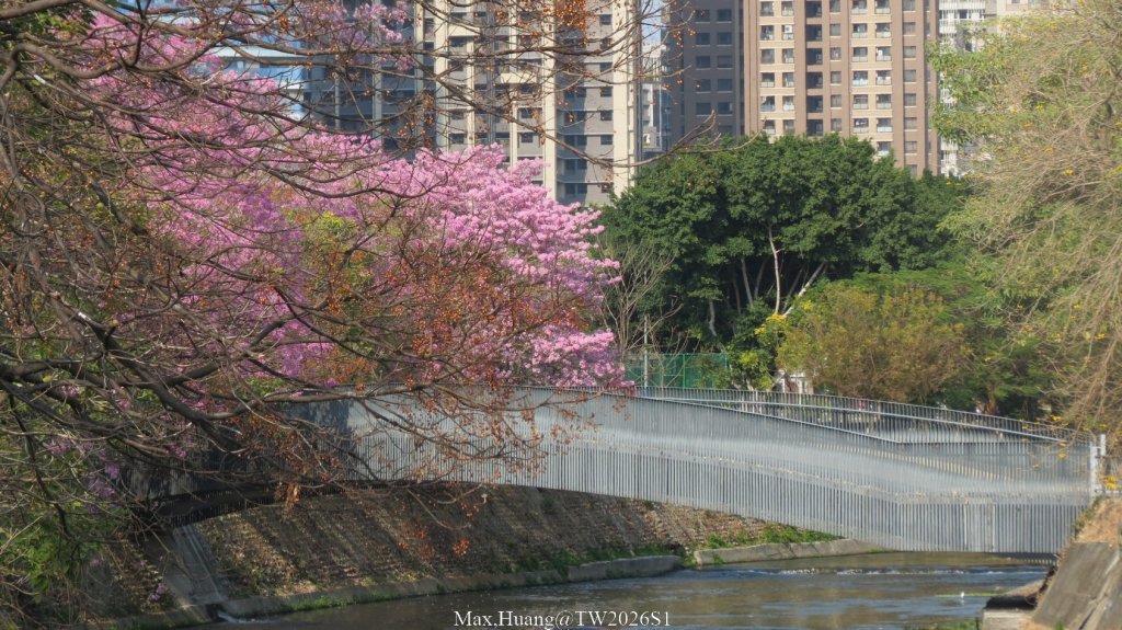 《台中》粉紅浪漫｜潮洋環保公園河岸步道202602-03封面圖