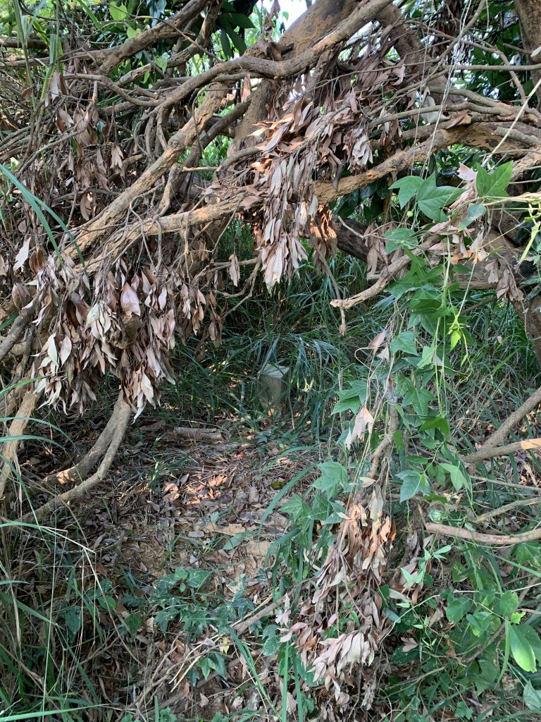 20251115高雄大坪頂封面圖