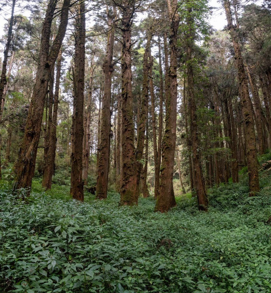 溪頭-烏土堀林道上金柑樹山_2010611