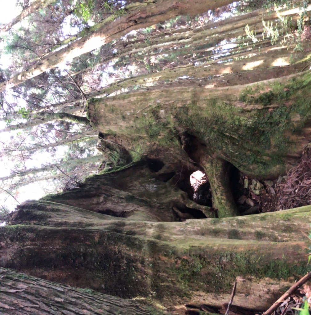 樂山鐵路林道、鹿坑山、尤命神木O走_1468205