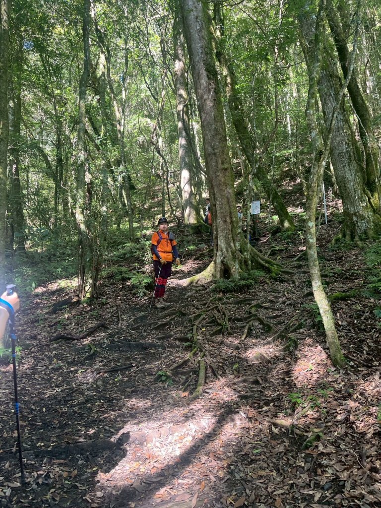 新竹 尖石 鎮西堡巨木群步道A線巨木群 毒龍潭_2884739