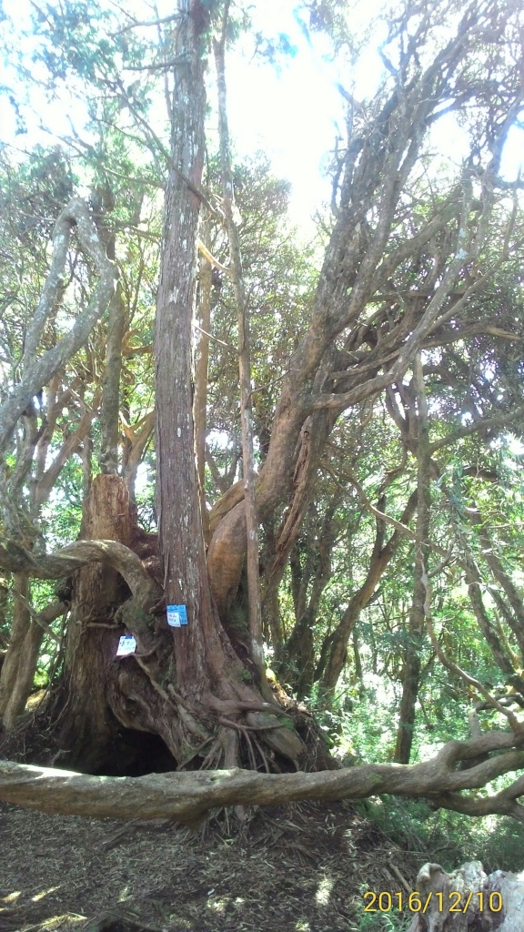 20161210新竹高台山,小中大島田山_79280