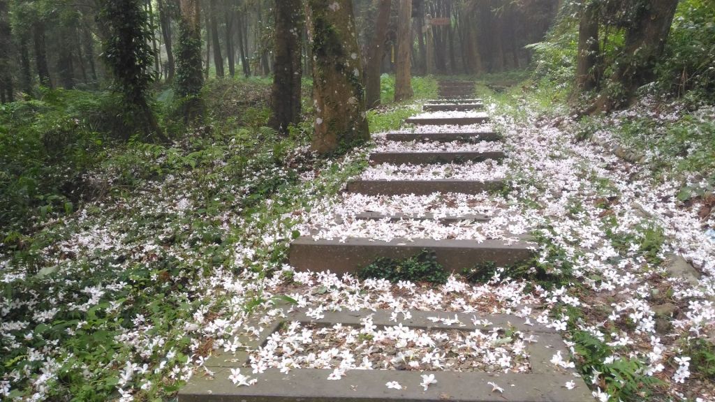 苗栗薑蔴園出關古道_320476