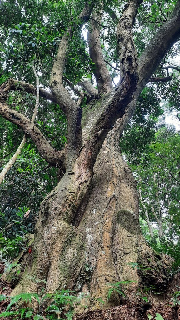 《苗栗》關刀出關｜三義關刀山出關古道(聖關段-苗56)20250905_2878772