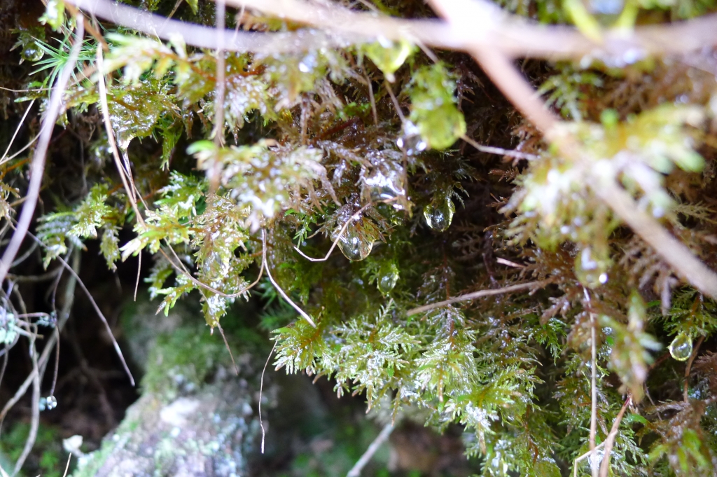 雪山主東峰 - 首座百岳之行_58663