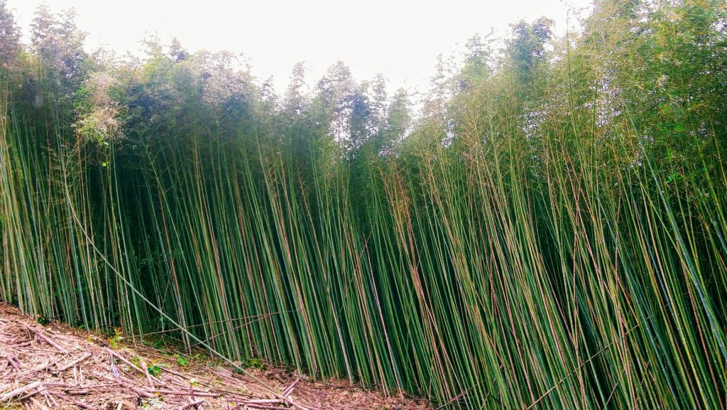 屯野生台山、石麻達山_918021