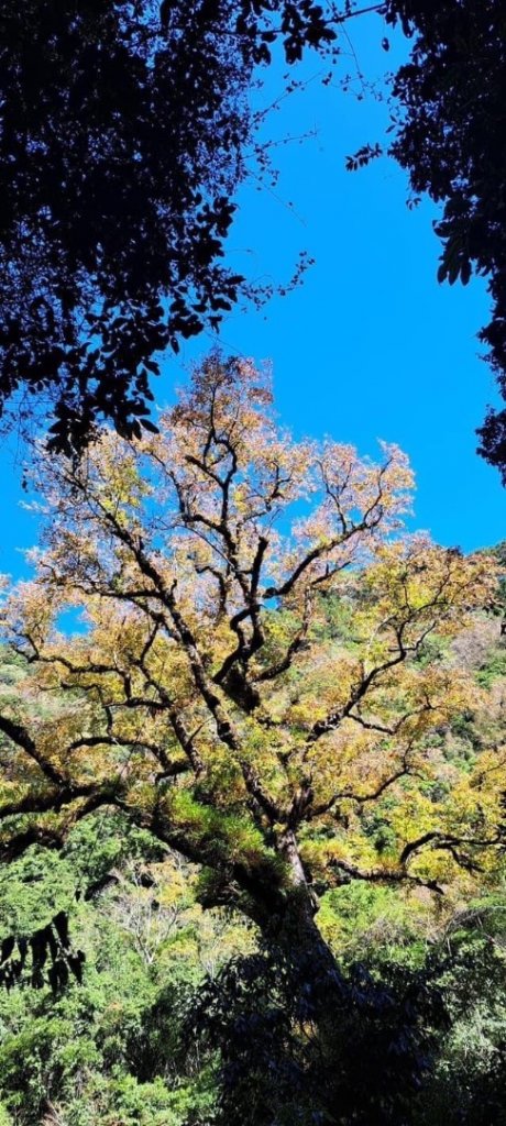 2022霞喀羅古道精華段/養老-白石吊橋賞🍁楓趣_1970441
