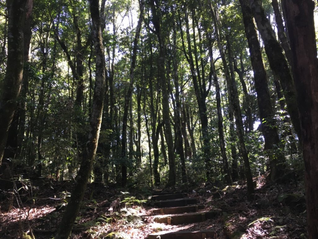 稍來小雪山步道_737099