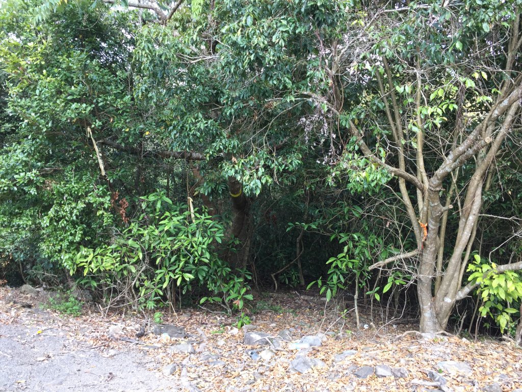 20220305高雄望頭山_1633595