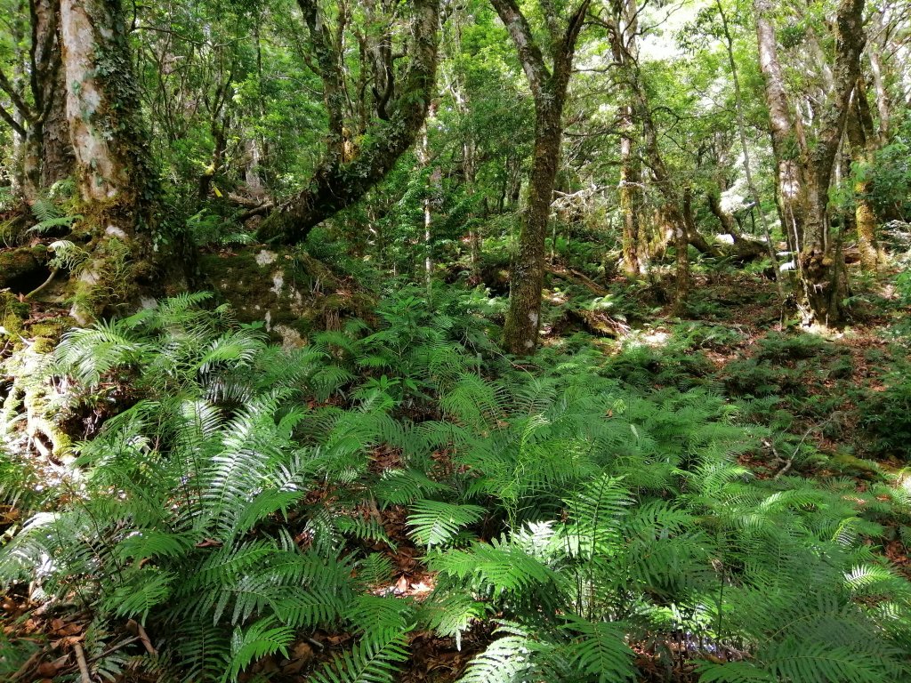 花蓮秀林~巨木森林。#86小百岳卡拉寶山封面圖