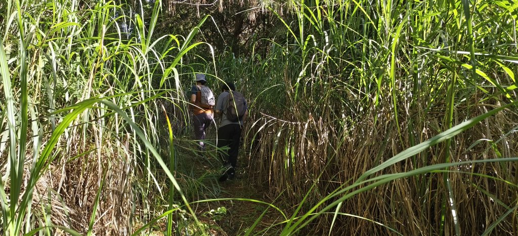 2025/06/15_盡尾山步道_2812727