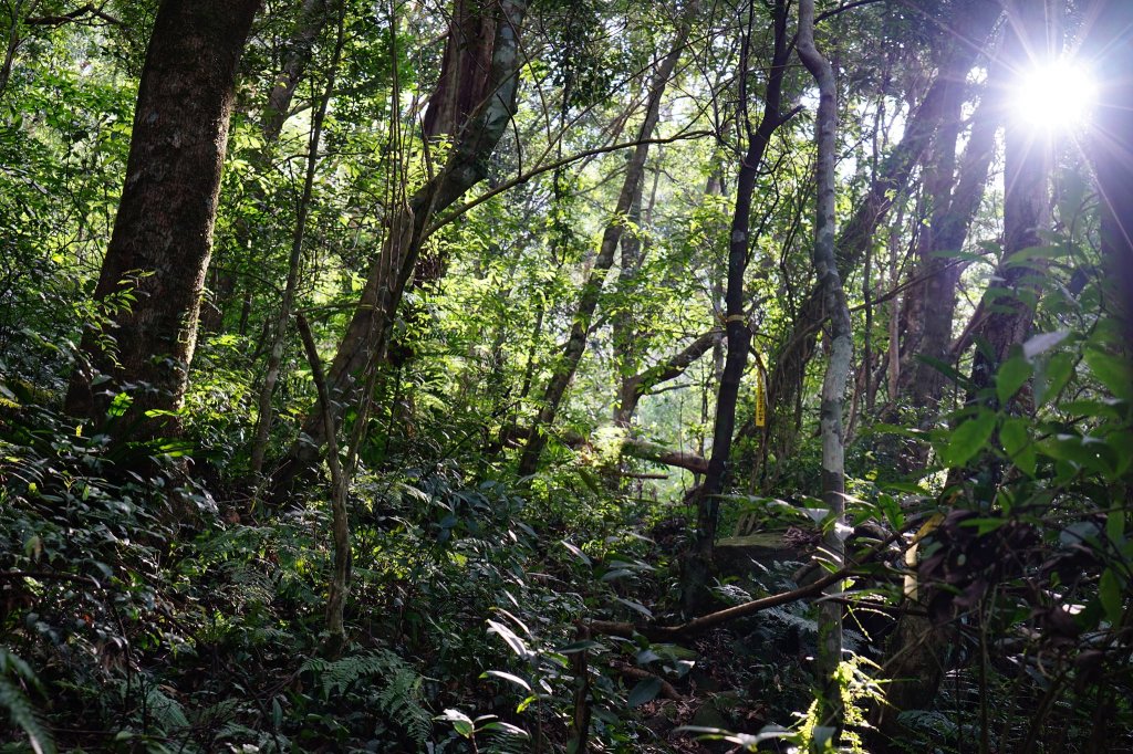 新竹關西鎮 水田林道之貴妃&那結山連走_1539680
