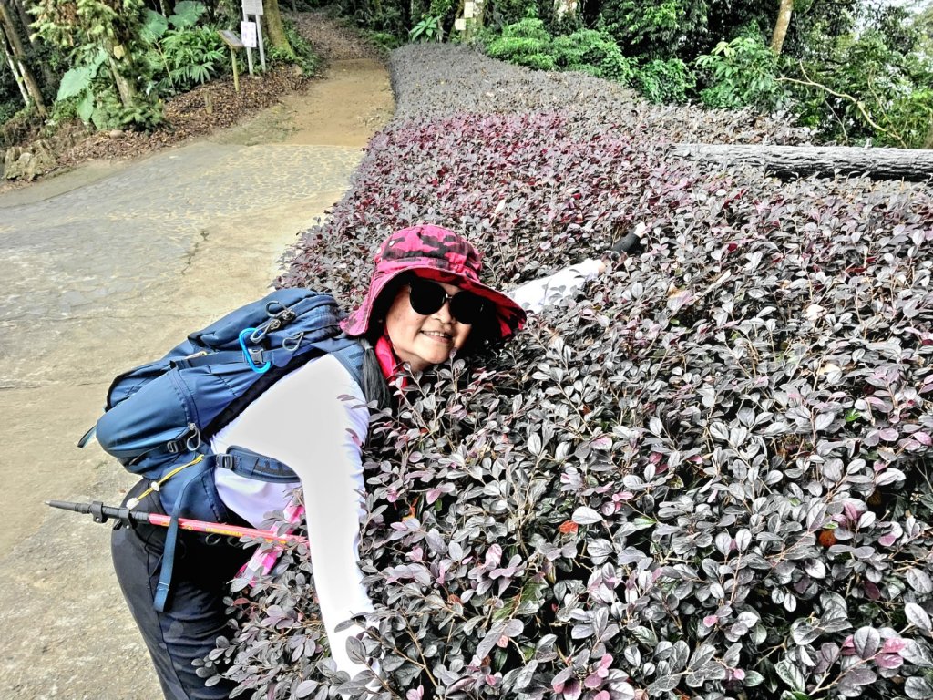 小百岳關刀山889m+銅鑼杭菊_1924044