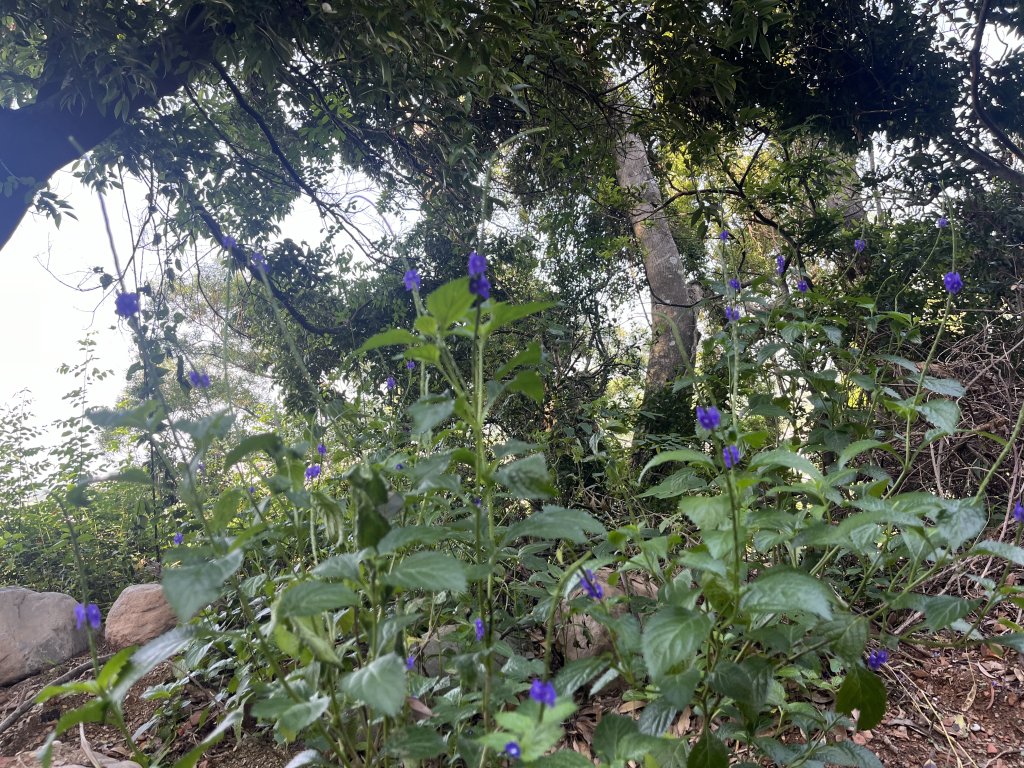 [屏步青雲 尋寶任務-02/10] 2024_0916 尾寮山登山步道_2597292