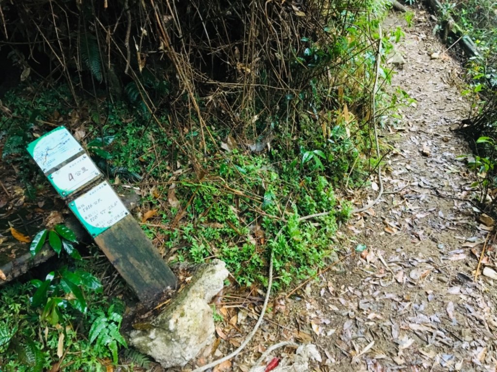 20190323 水社大山雨天練腳力_550794