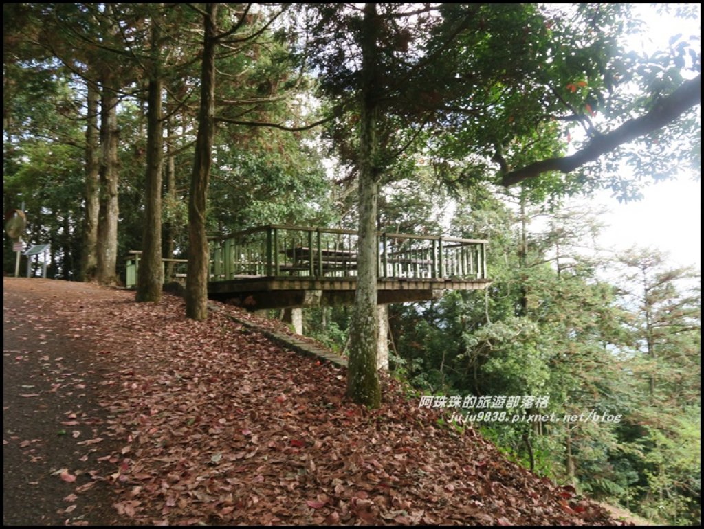 南投。日月潭向山自行車道繽紛落羽松。貓囒山浪漫紅葉步道_504387