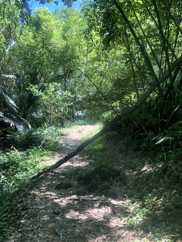 夏天就是要去涼爽的步道健行>>望古瀑布、嶺腳寮山(瀑布)步道_1760572