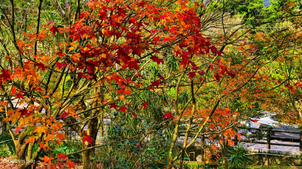 #花卉試驗中心 #永公路500巷 #平菁街42巷 #原住民公園 #士林官邸 1/4_2980391