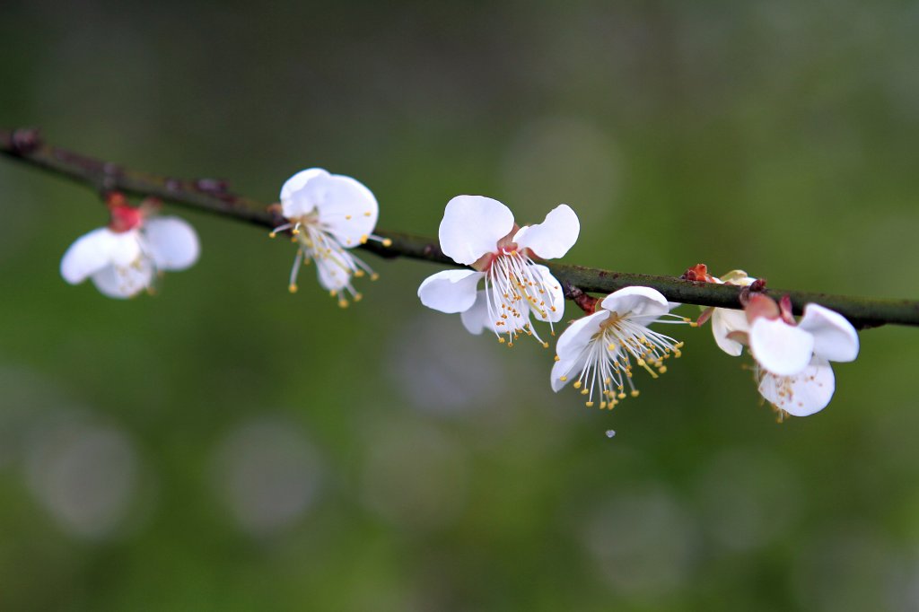 【臺南~楠西】梅嶺賞梅一~觀音步道_1246899