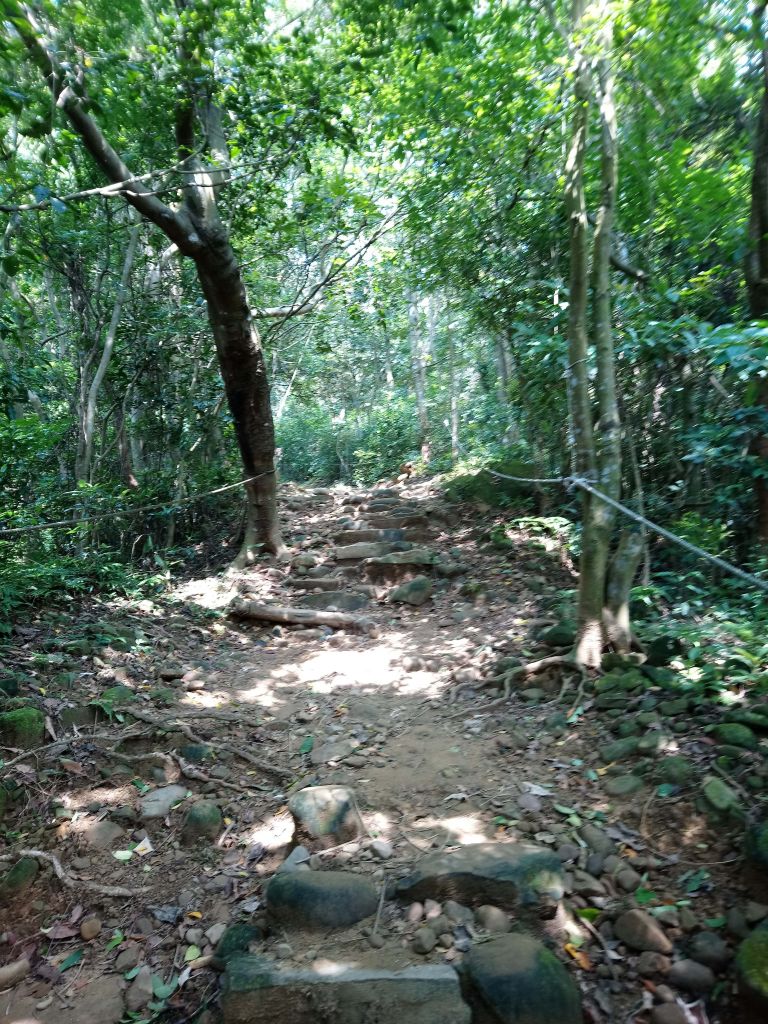 飛鳳山觀日坪古道_404113