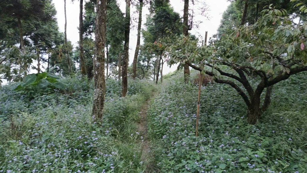 20251004 馬那邦山 - 珠湖 登山口_2904784