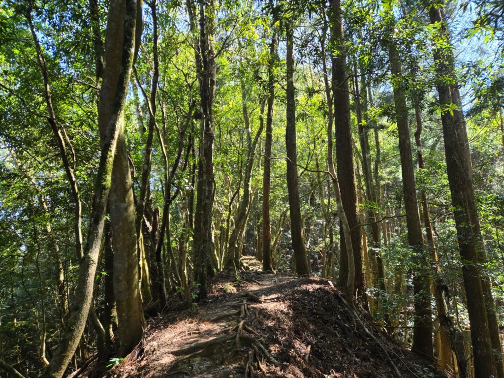 油羅山_3014867