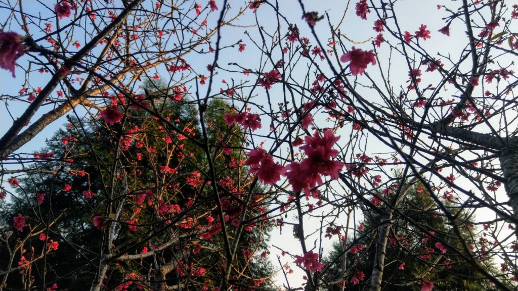 台中大坑9號-10號-6½號步道_839275