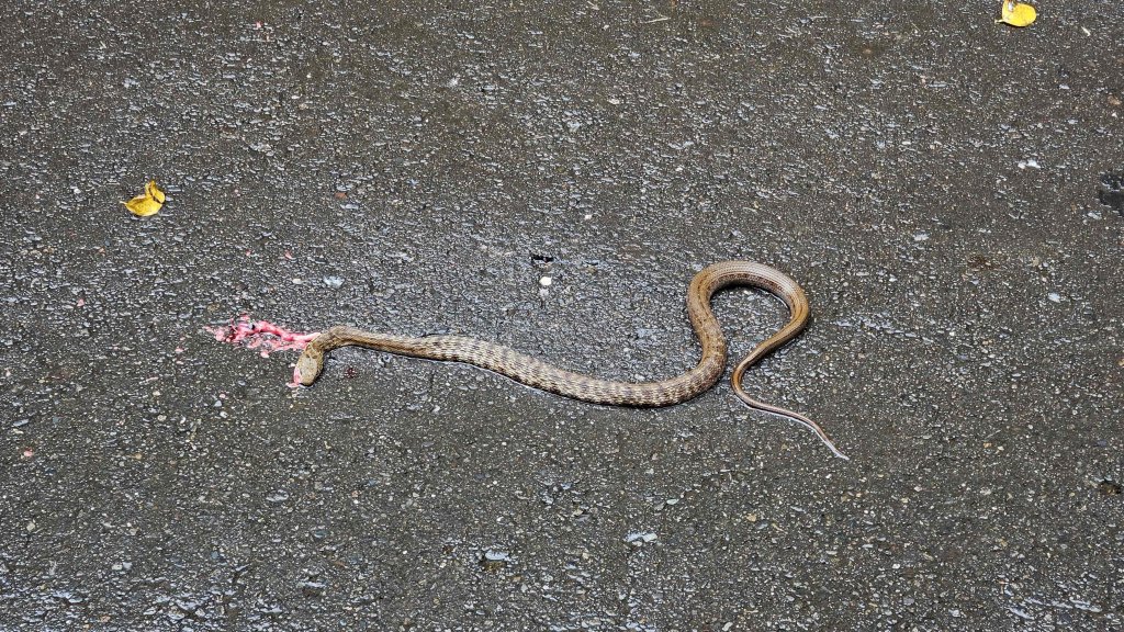 20250719遠景古道-雞母嶺古道(雞母嶺街-三叉港-土地公嶺山-雙澳崙)封面圖